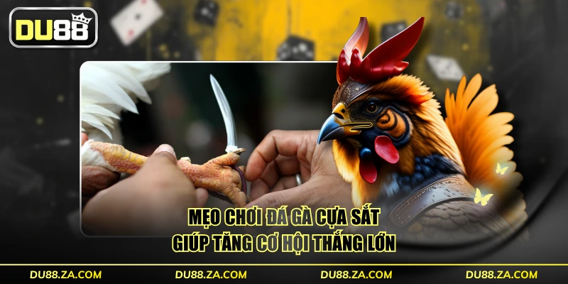Đá Gà Cựa Sắt - Quy Định Chuẩn Và Mẹo Hay Thắng Lớn 2025 4 Mẹo chơi đá gà cựa sắt giúp tăng cơ hội thắng lớn